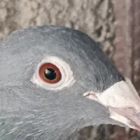 کبوتر نر موریس دلبر|پرنده|مشهد, شهید بصیر|دیوار