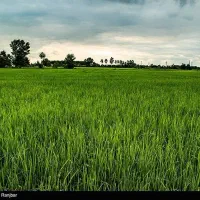 ۱۵۰۰متر برنج کاری صحرایی عزت اباد چمگردان