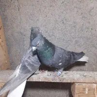 چندجفت رنگه مقبول|پرنده|مشهد, فارغ التحصیلان|دیوار