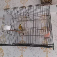 قناری شرور شرور