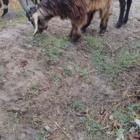 نر بزغاله چاتمه درجه یک