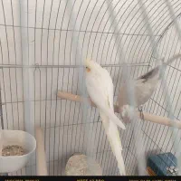 عروس هلندی|پرنده|دلیجان, |دیوار