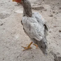 خروس لاری|حیوانات مزرعه|رشت, توشیبا|دیوار