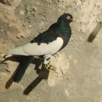 چهارتا حیوون|پرنده|قوچان, |دیوار