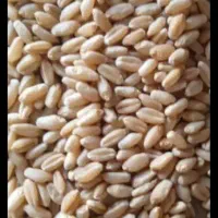 گندم بوجاری شده