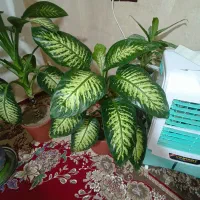 گل دیفن باخیا شاد سرحال