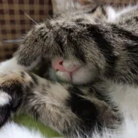 گربه ی گمشده|گربه|سلماس, |دیوار