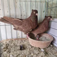 سرخ زاغ آبادانی