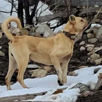 واگذاری سگ سرابی دوساله قد ۸۰ وزن ۶۵