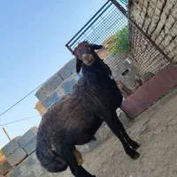 قوچ