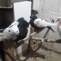 کبوتر جفت گاه و پرشی