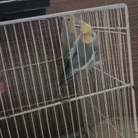 عروس هلندی|پرنده|زبرخان, |دیوار