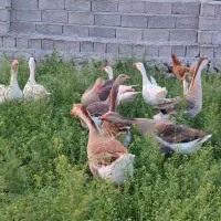 غازهای محلی طبیعی چاق و پروار و گوشتی بسیار لذیذ|حیوانات مزرعه|مشگین شهر, |دیوار