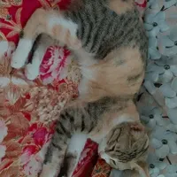 گربه گمشده محدوده پل تختی حریم کانال