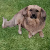 سگ پاکوتاه|سگ|تربت جام, شاهد|دیوار