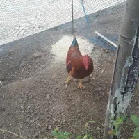 مرغ و خروس|حیوانات مزرعه|کلیبر, |دیوار