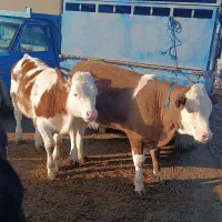 مرکز فروش دام|حیوانات مزرعه|بندر ترکمن, |دیوار