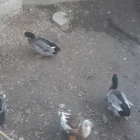 اوردک محلی|حیوانات مزرعه|لولمان, |دیوار