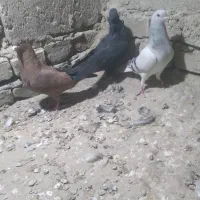 نر رنگه