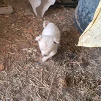 سگ پاکوتاه|سگ|یزدان شهر, |دیوار