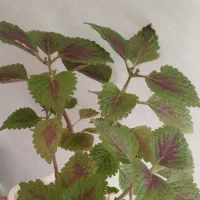 گل پتوس ارتشی حسن یوسف اگنمابرفی