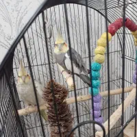 یک جفت عروس هلتدی نر و ماده تخم گذار