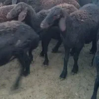 شیشک