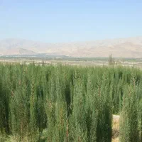 نهال سرو و خرمالو|خدمات باغبانی و درختکاری|شیراز, کوی زهرا|دیوار