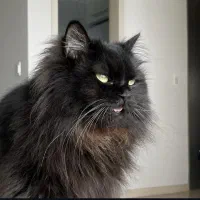 فروش گربه مینکون میکس پرشین|گربه|کرمان, |دیوار