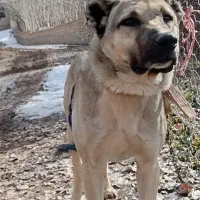 گمشده گمشده گمشده گمشده گمشده گمشده