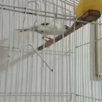 قناری