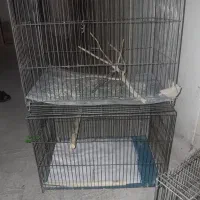 قفس پرنده