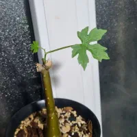 (سیسوس) بونسای بنسای