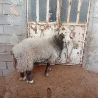 فروش قوچ افشاری