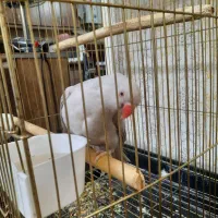 طوطی ملنگوی طوسی|پرنده|بروجرد, |دیوار