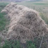 یونجه ۱۰۵ عدد چالدران