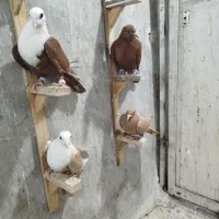 چهار عدد جوجه زرد و سرخ وکلاغ|پرنده|تربت‌حیدریه, باغ ملی|دیوار