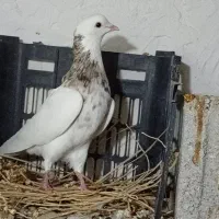 کبوتر|پرنده|وحدتیه, |دیوار