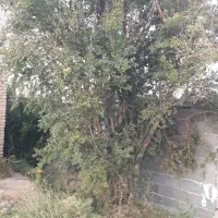 باغ با بنای قدیمی.|فروش دفتر صنعتی، کشاورزی، تجاری|شاهرود, |دیوار