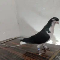خوشرنگ سیاه نرو ماده خوشگل