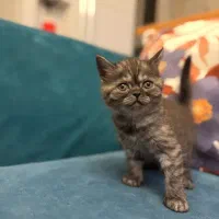 گربه بریتیش