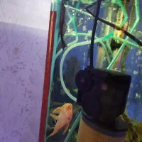 آکواریوم و ماهی|ماهی|هشتگرد, شهرک گلخانه|دیوار