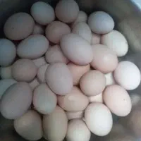 تخم مرغ محلی