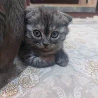 گربه اسکاتیش