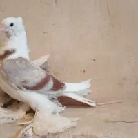 دوکت همدانی