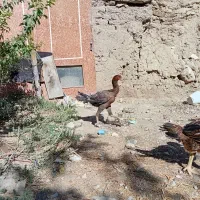 مرغ و خروس لاری|حیوانات مزرعه|تهران, افسریه جنوبی|دیوار