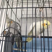 عروس هلندی دست آموز|پرنده|سراب, |دیوار