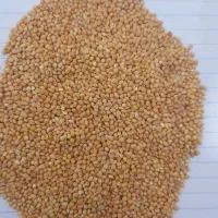 ارزن مرغ عشق عروس هلندی طوطی برزیلی|لوازم جانبی حیوانات|ارومیه, |دیوار