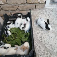 خرگوش ۲