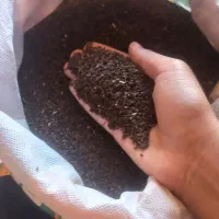 اسپند سپنج تمیز